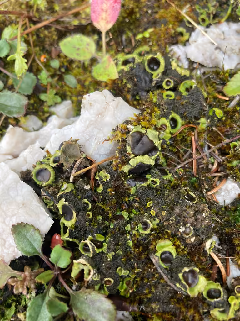 Chocolate chip lichen, photo 1 of 5