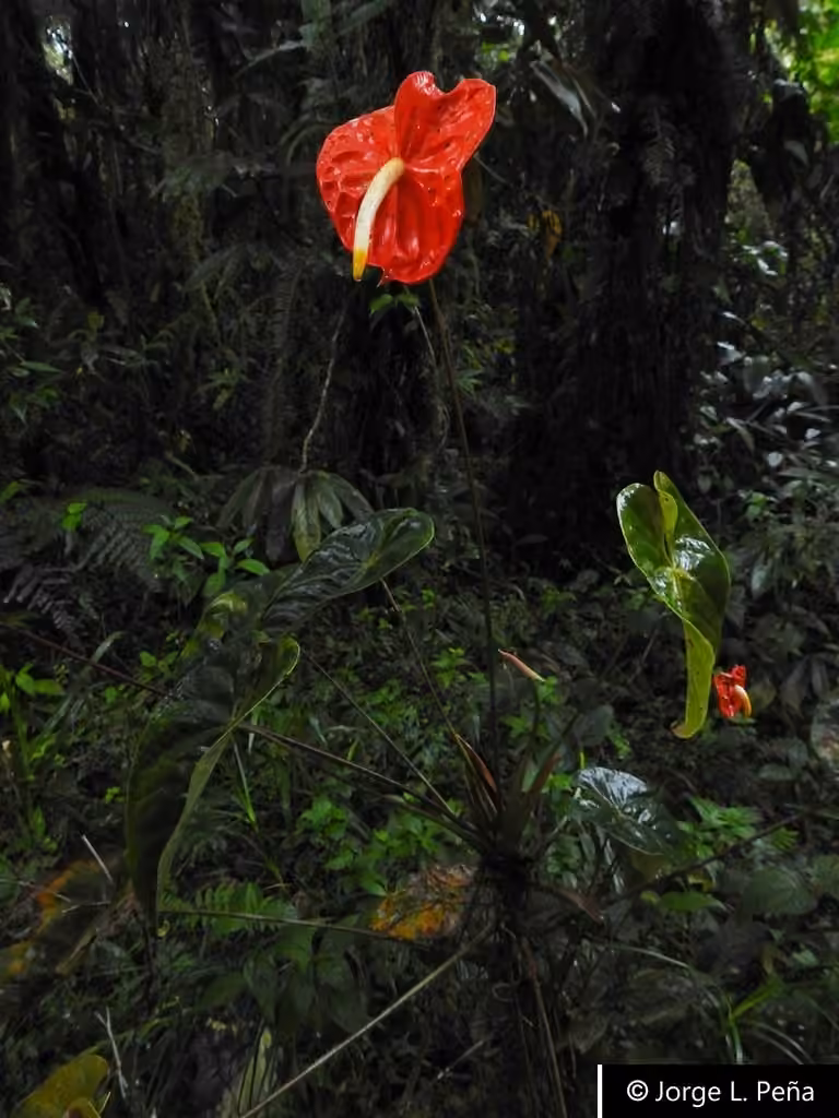 Flamingo-flower, photo 3 of 5