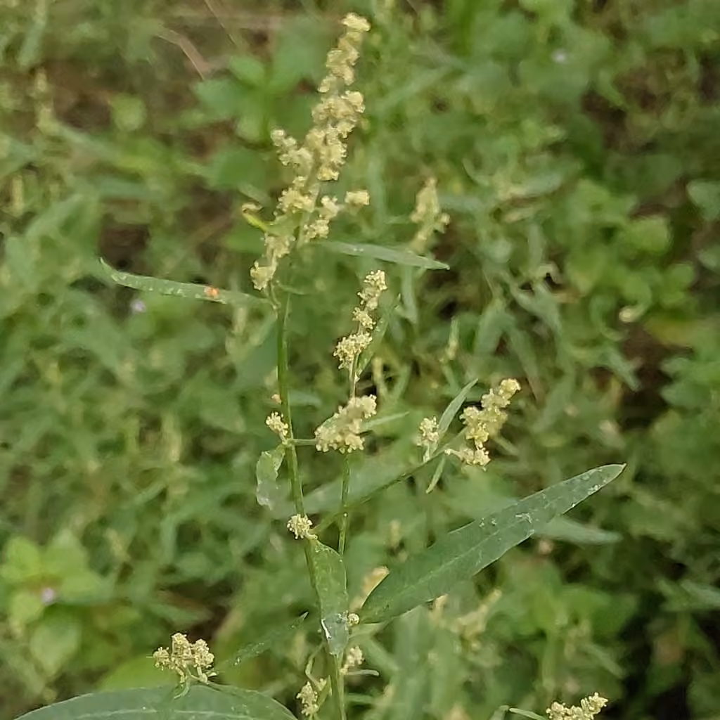 Spear saltbush, photo 1 of 5