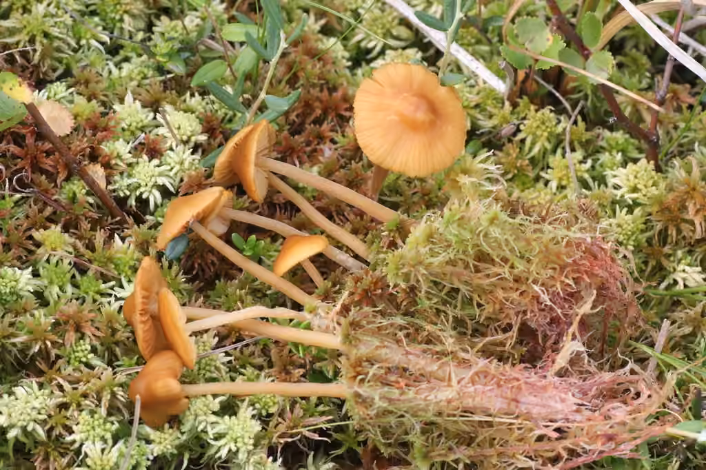 Quakermoss Bell, photo 1 of 5