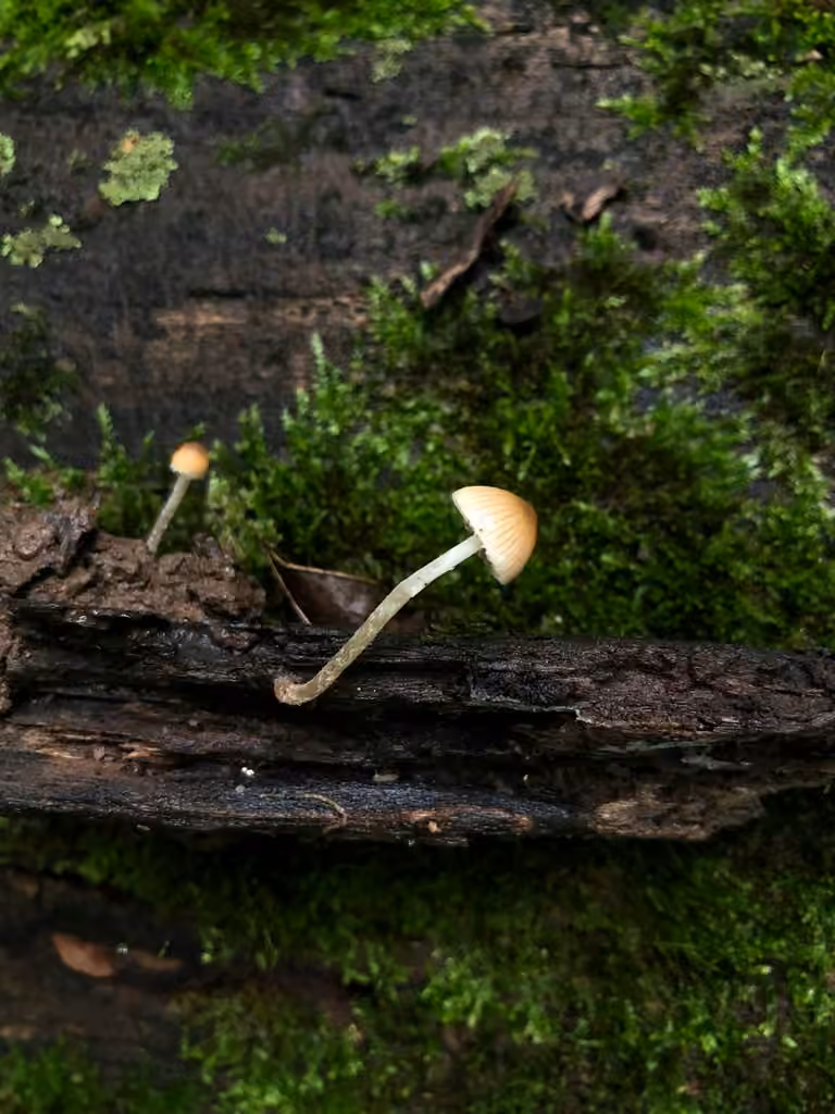 Psathyrella psammophila, photo 1 sur 5