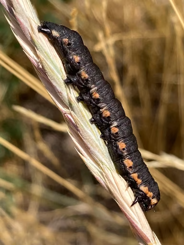 Cucullie de la verge d'or, Chenille
