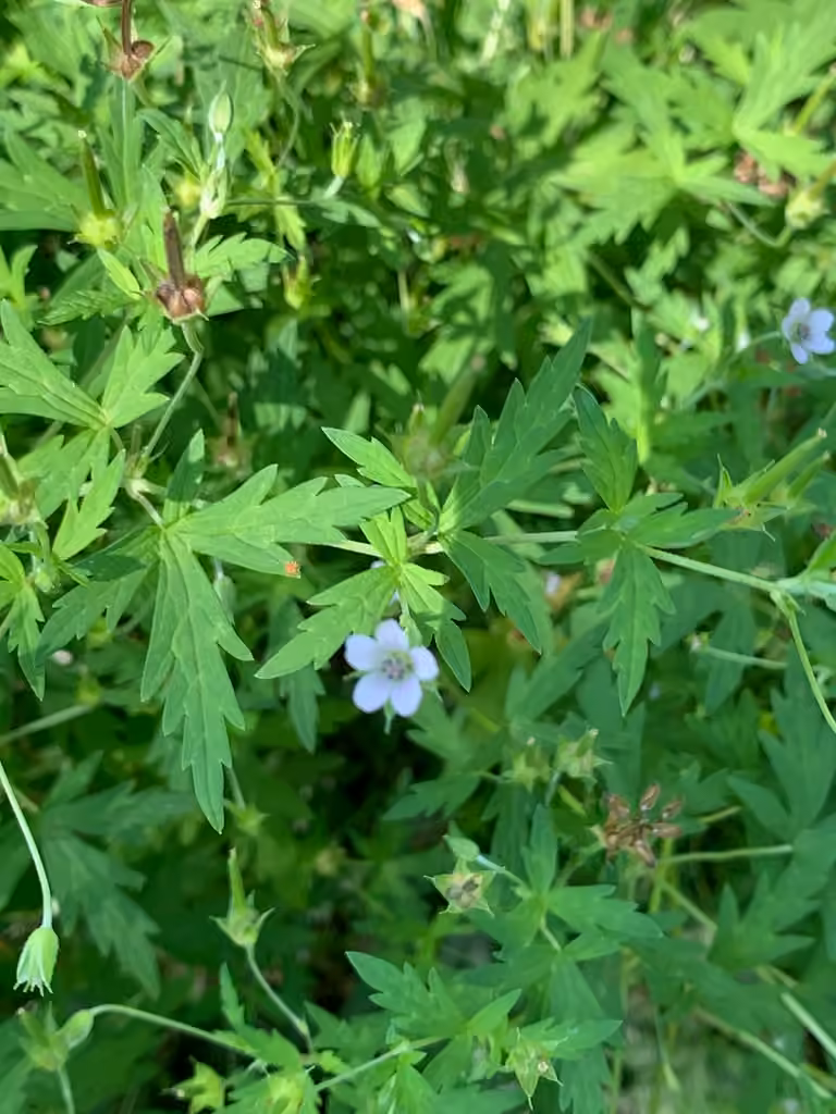 Géranium de Sibérie, En fruits