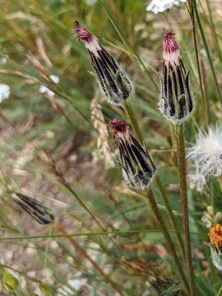 Orange agoseris, In fruit