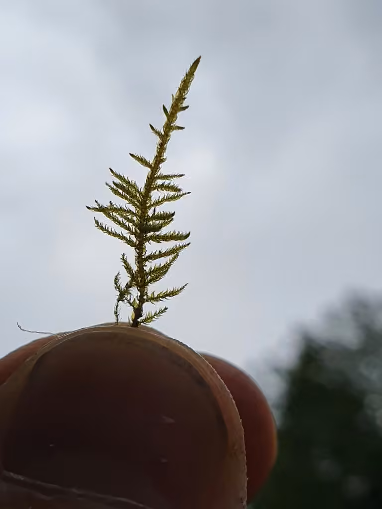 Fern-leaved Hook-moss, photo 3 of 5