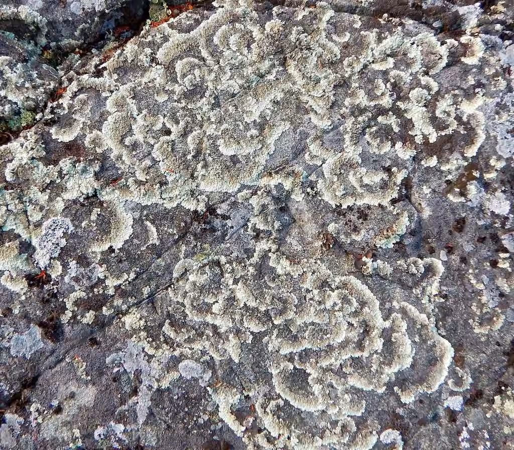 Concentric Ring Lichen, photo 2 of 5