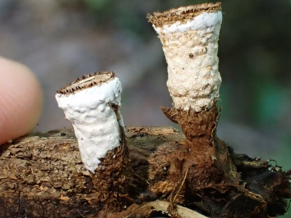 Trichoderma latizonatum, photo 1 sur 5