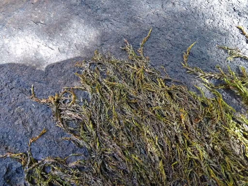 Fontinalis moss, photo 2 of 5