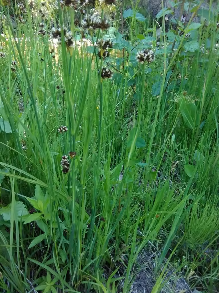 Jonc à épées, En fleurs