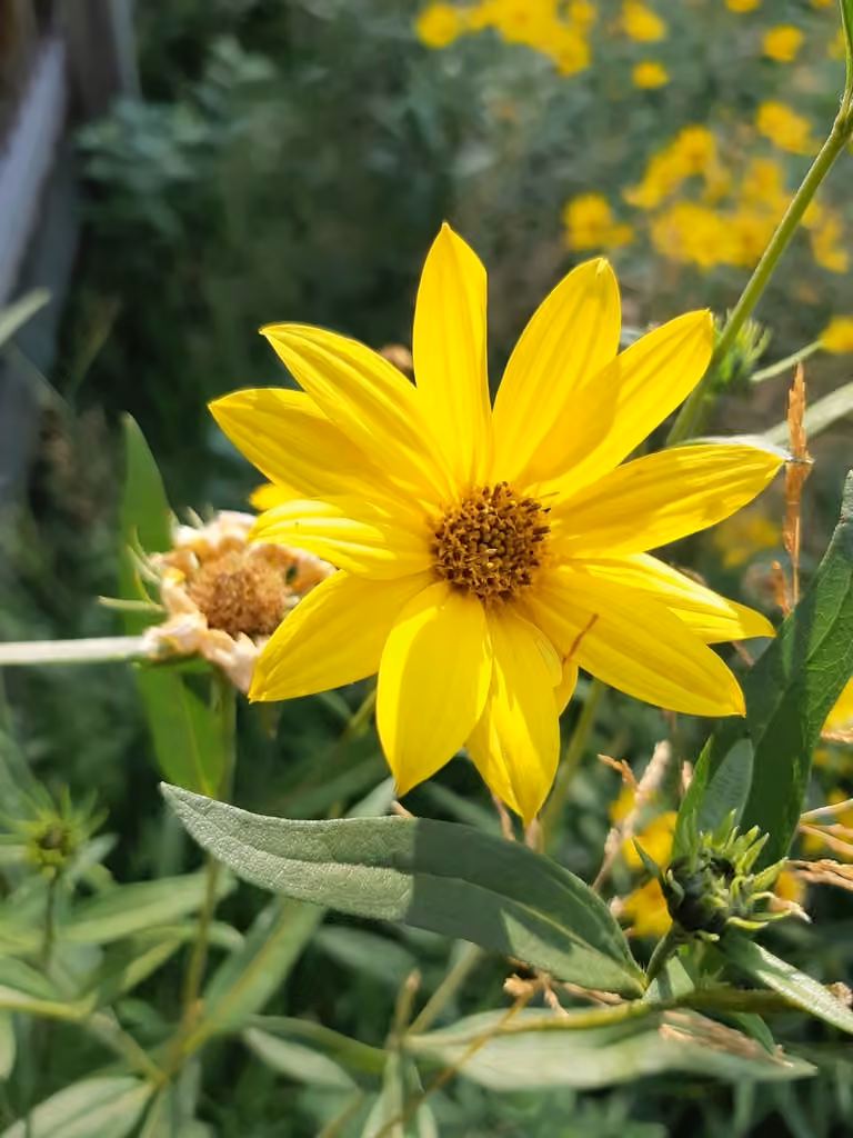 Nuttall's sunflower, photo 3 of 5