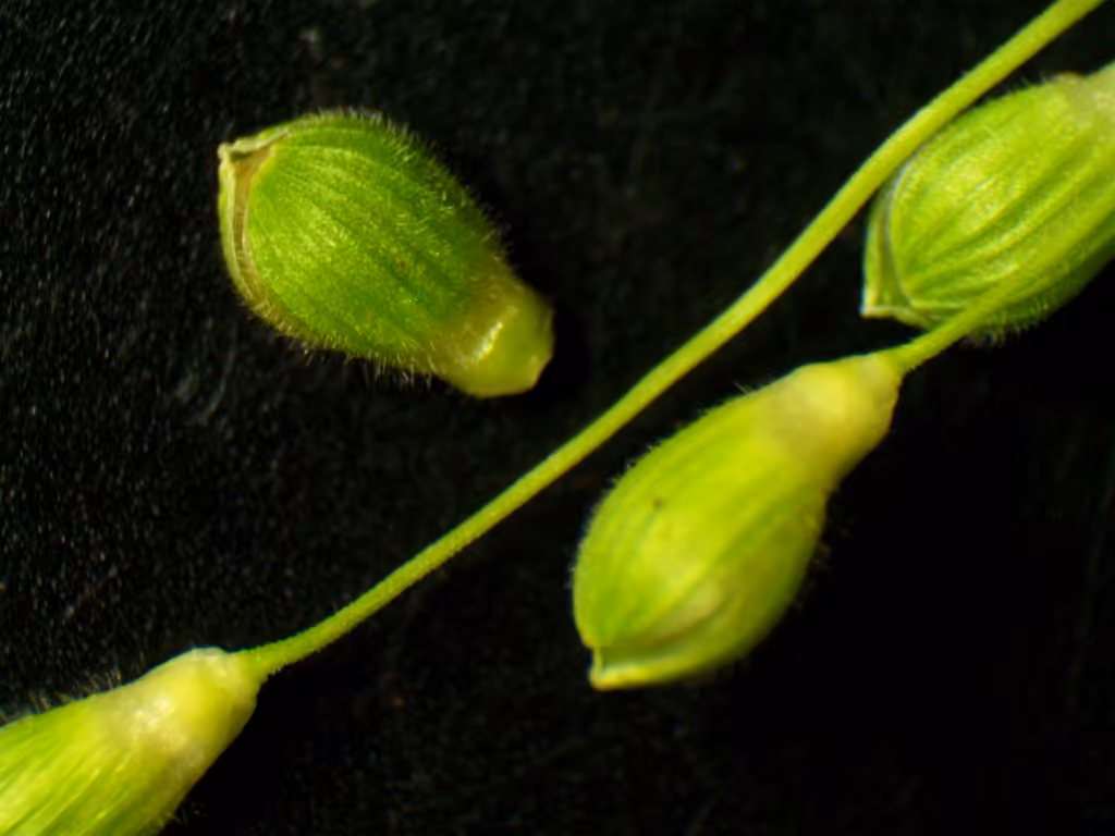 Slender panicgrass, photo 1 of 5
