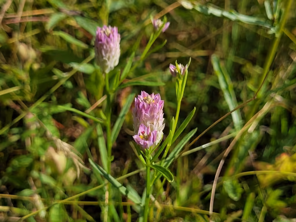 Blood milkwort, In flower