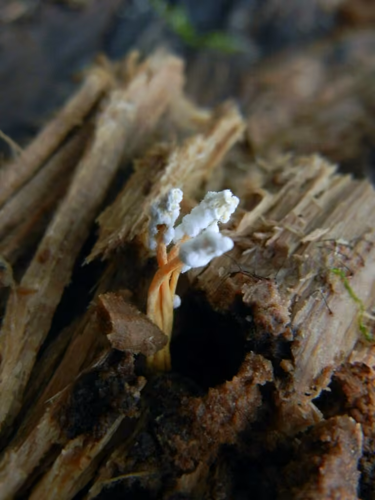 Cordyceps farineux, photo 3 sur 5