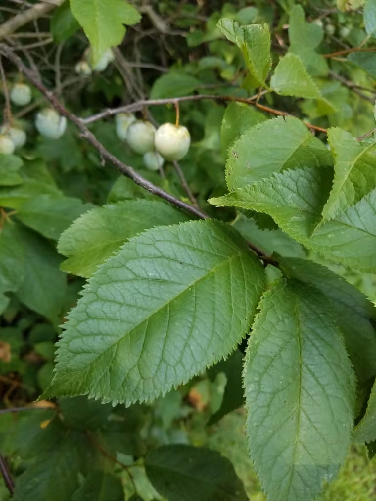 American plum, photo 3 of 5