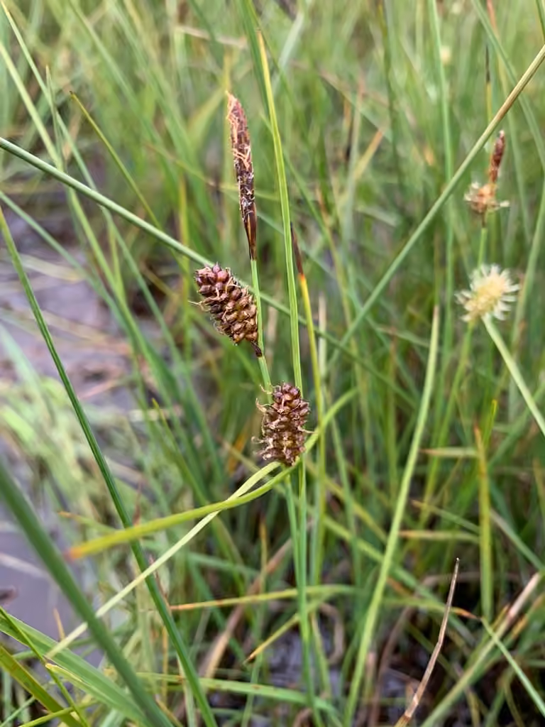 Round sedge, photo 2 of 5