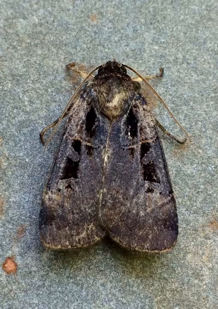 Morrison's Sooty Dart, Adult