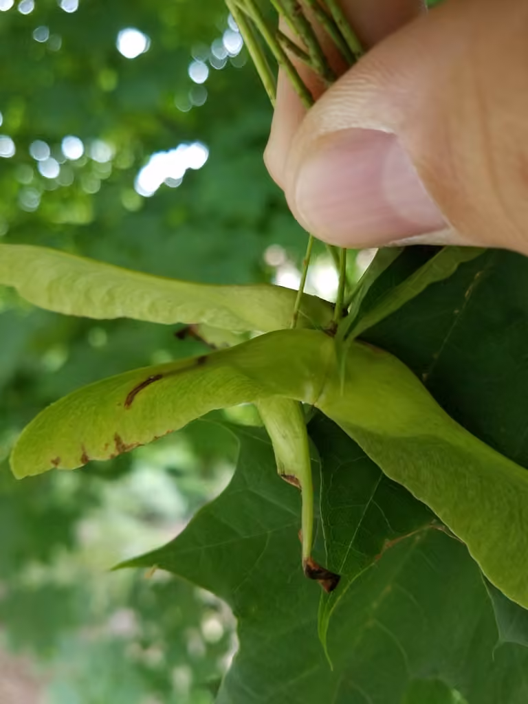Norway Maple Seedminer Moth, Chenille