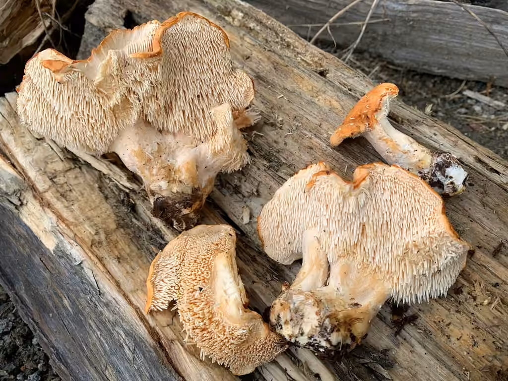 Hydnum aerostatisporum, photo 2 of 5