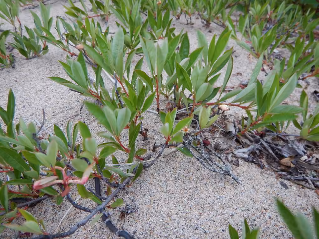 Sandcherry, photo 1 of 5