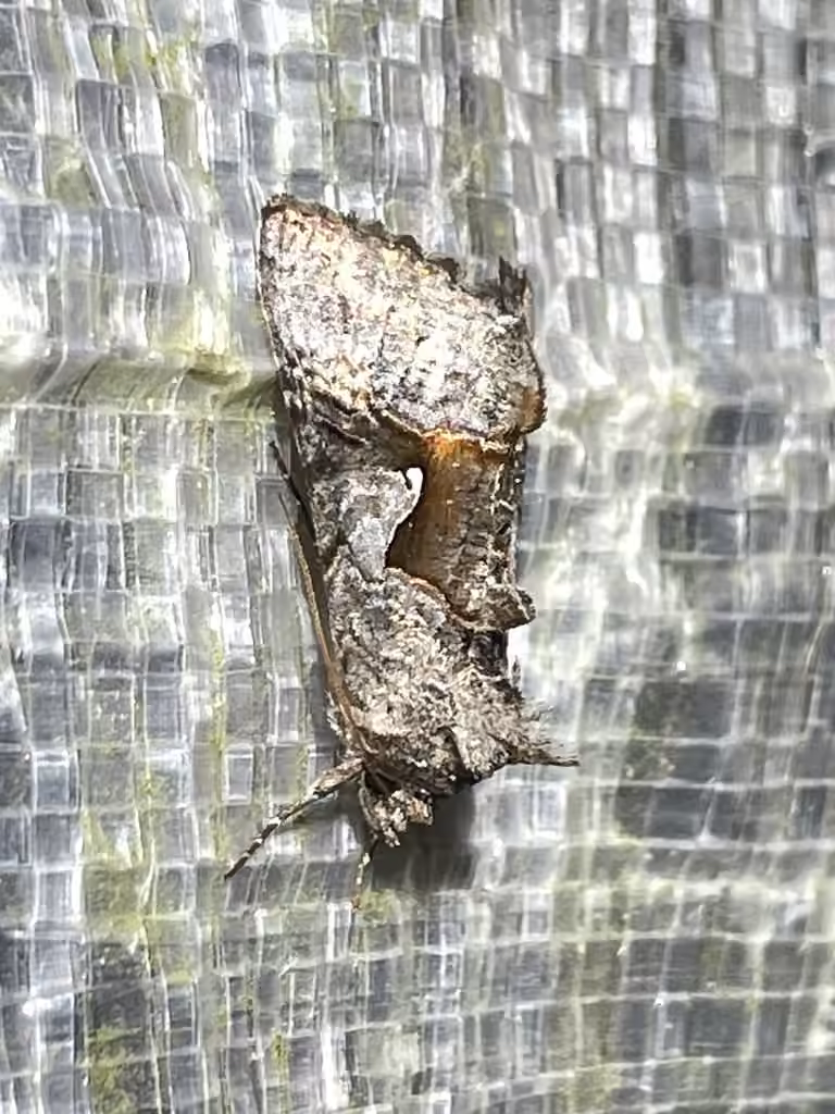 Epigaea Looper Moth, Adult