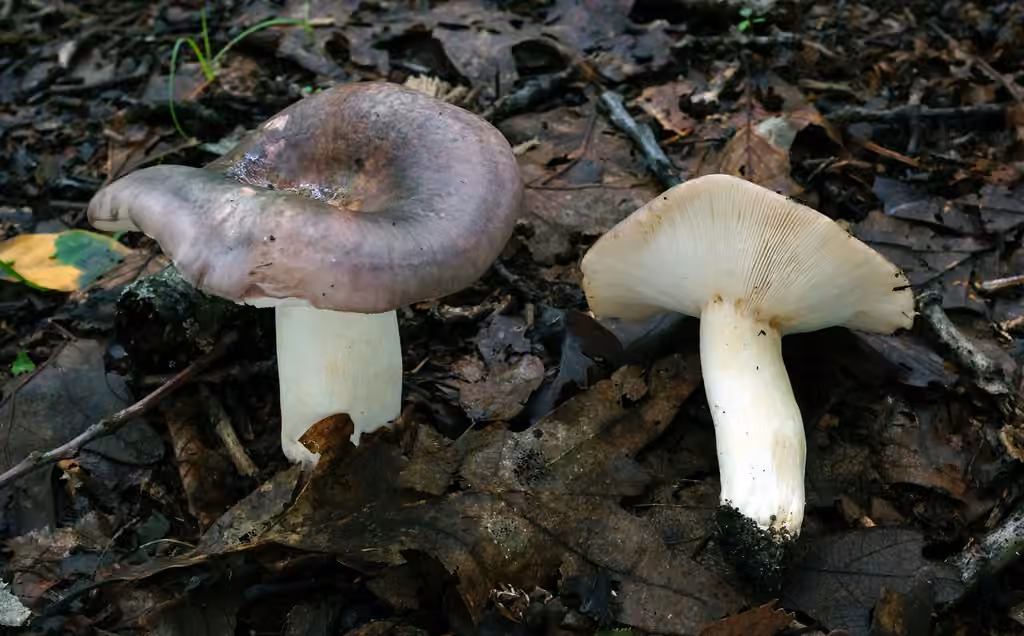 Variable Russula, photo 3 of 5