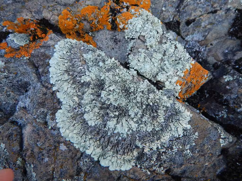 Xanthoparmélie à lobes étroits