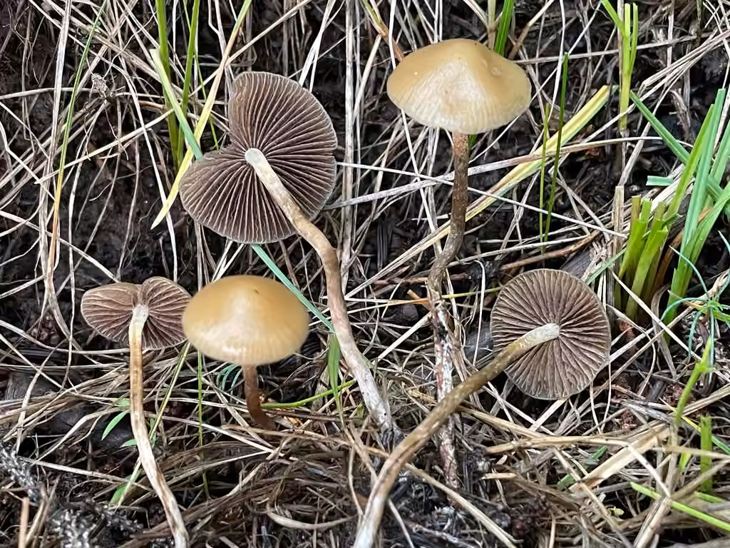 Psilocybe aztecorum, photo 3 sur 5