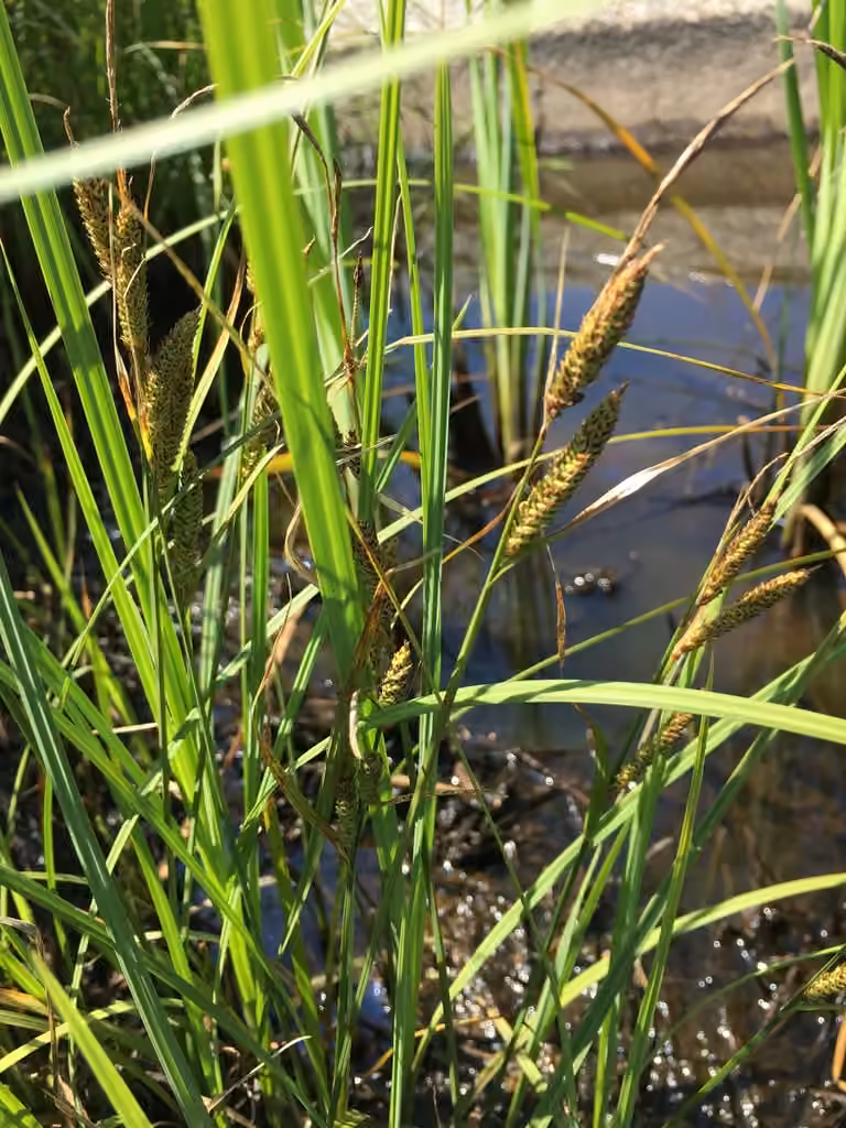 Carex dressé, photo 3 sur 5