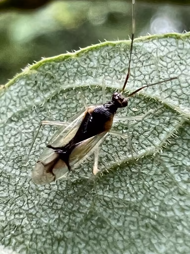 Punaise translucide, photo 3 of 5