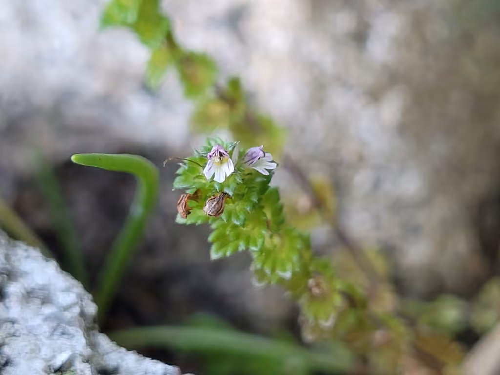 Small eyebright, photo 2 of 5