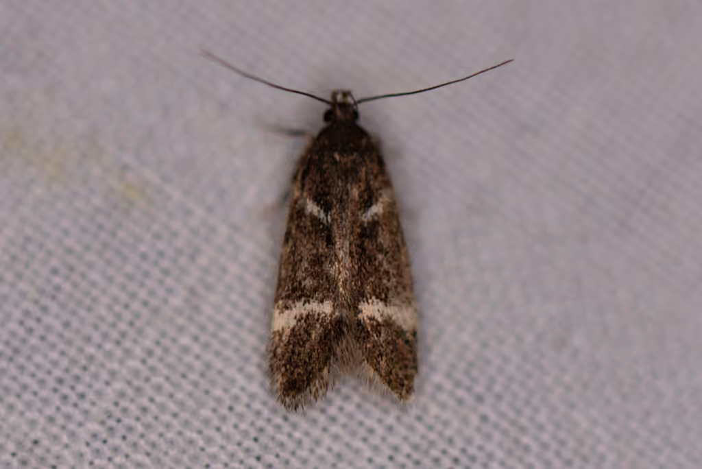 Chionodes lugubrella, Adult