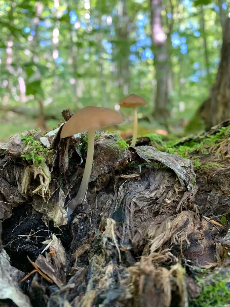 Pluteus pallidus, photo 1 of 5