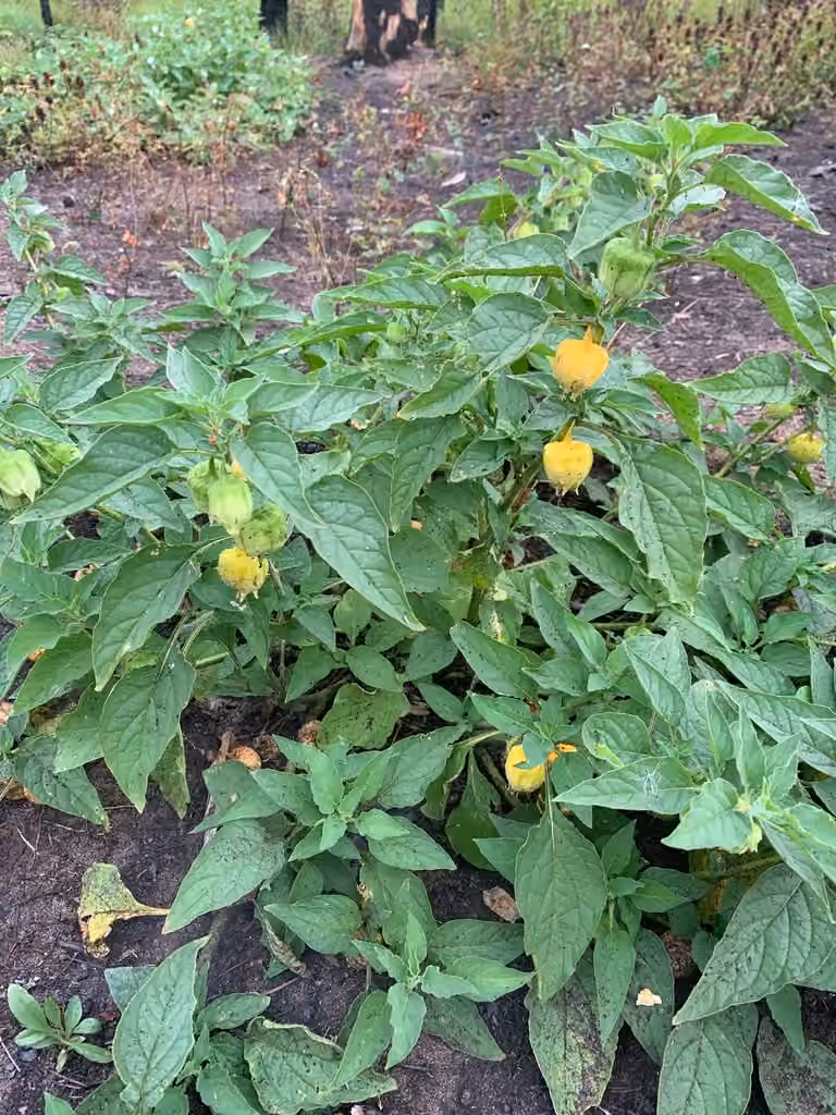 Coqueret à grandes fleurs, En fruits