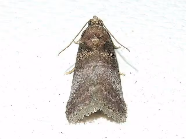 Acrobasis stigmella, Adulte