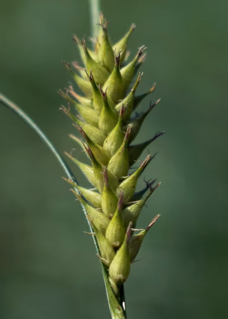 Carex à fruits velus, photo 1 sur 5