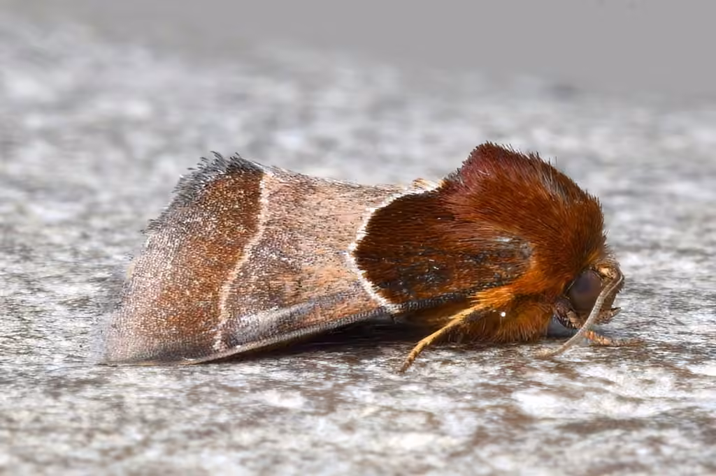 Arcigera Flower Moth