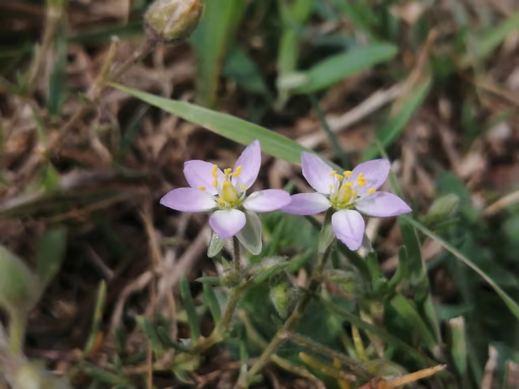 Greater sea-spurrey, In flower
