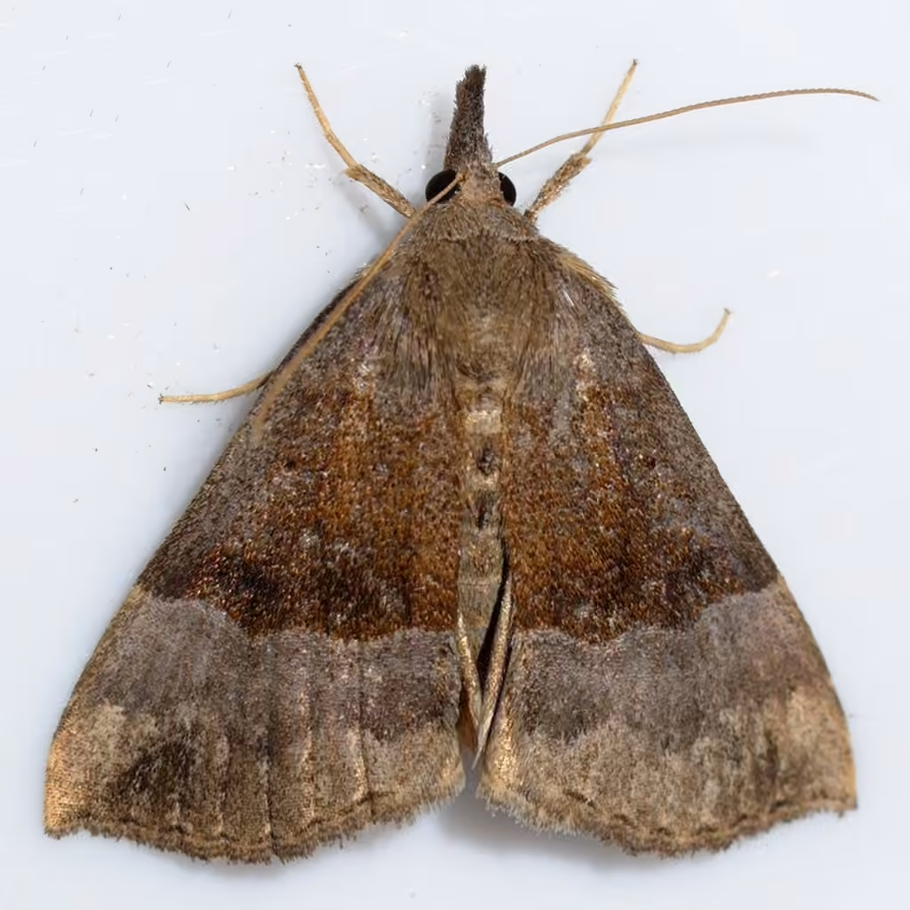 Gray-edged Snout, photo 1 sur 5