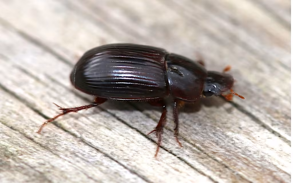 Aphodius roux, Adulte