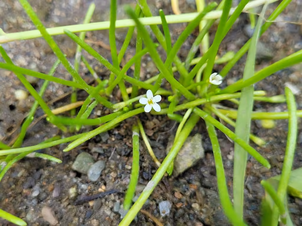 Welsh mudwort, In flower