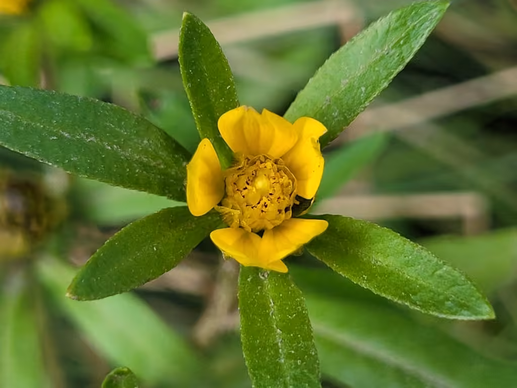 Estuary beggarticks, In flower