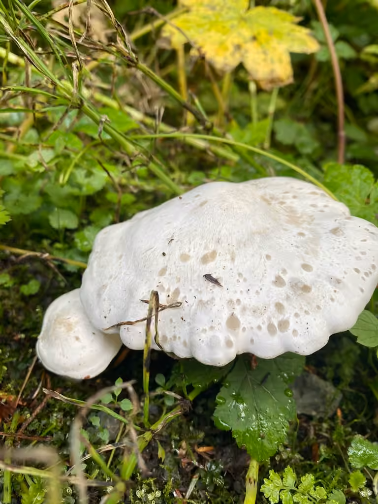 Polypore des brebis, photo 3 sur 5