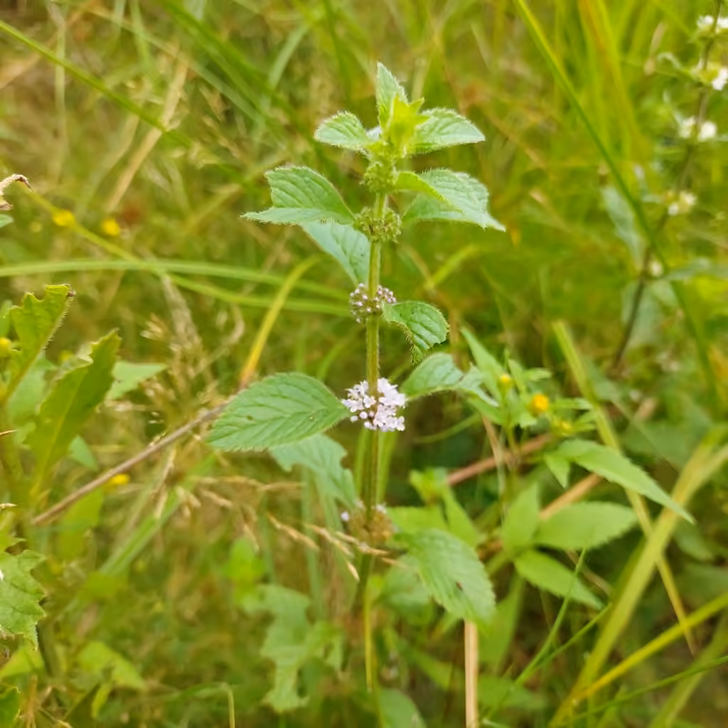 Menthe des champs, En fruits