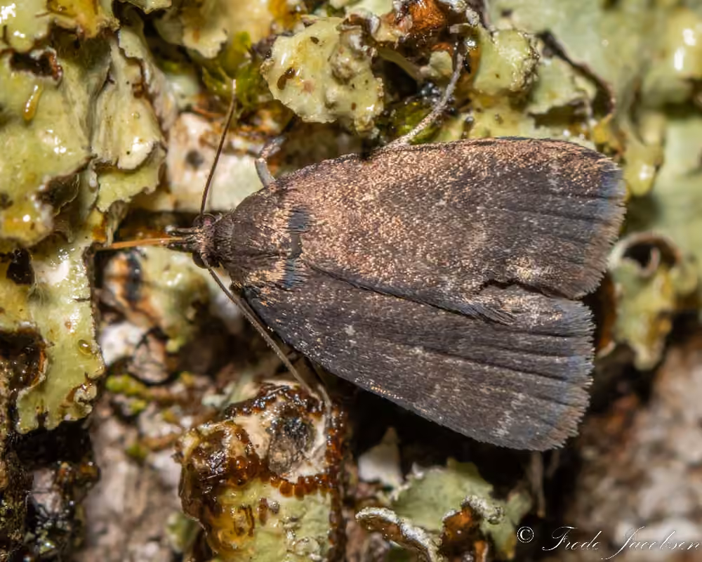 Rotund Idia Moth, photo 2 sur 5