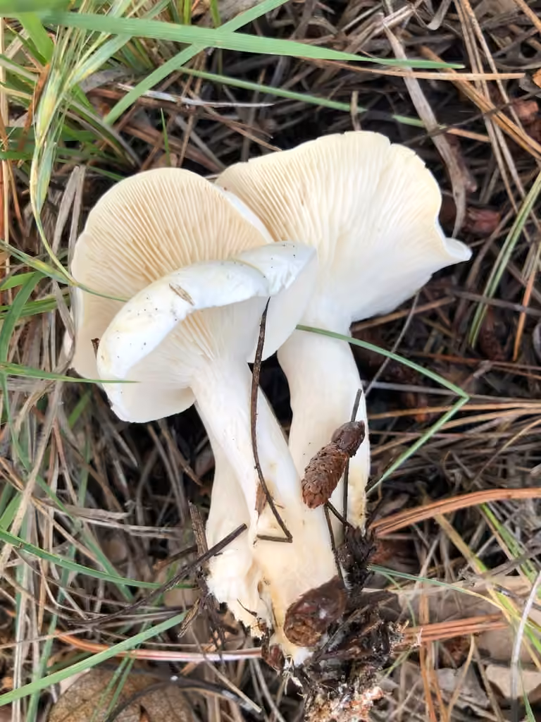 Large White Leucopax, photo 3 of 5