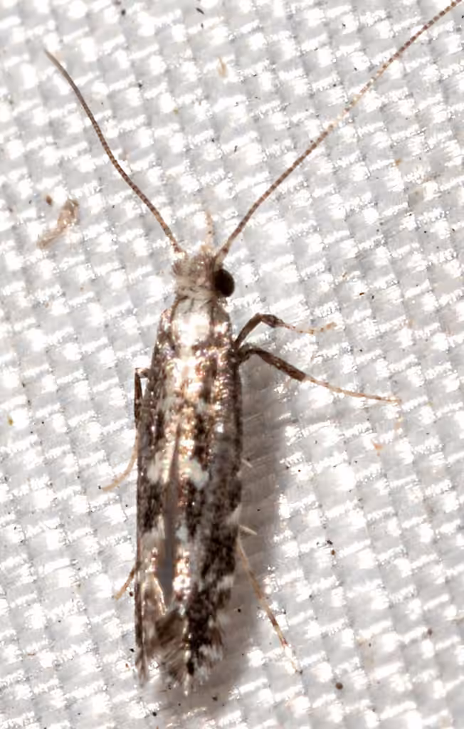 River Birch Leafminer, Adulte