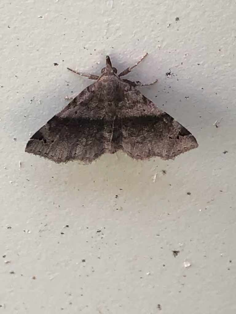 Six-spotted Gray, Adult