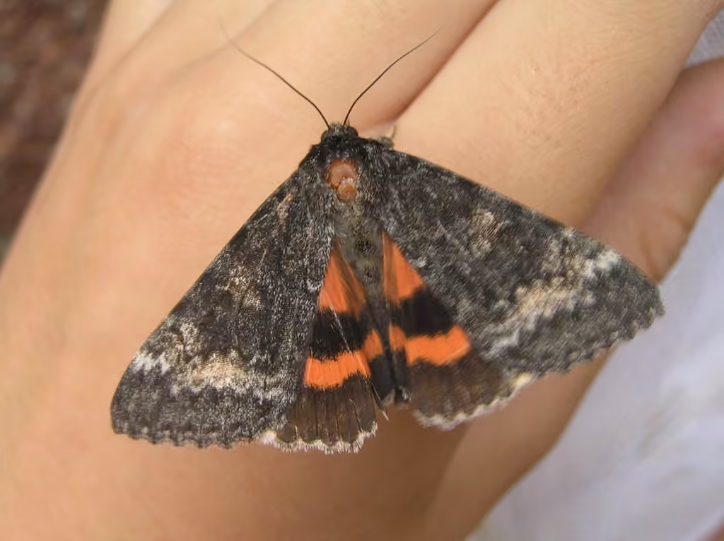 Briseis Underwing Moth, Adult