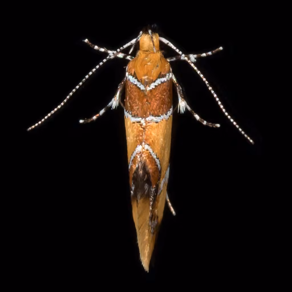Orange-headed Callima Moth