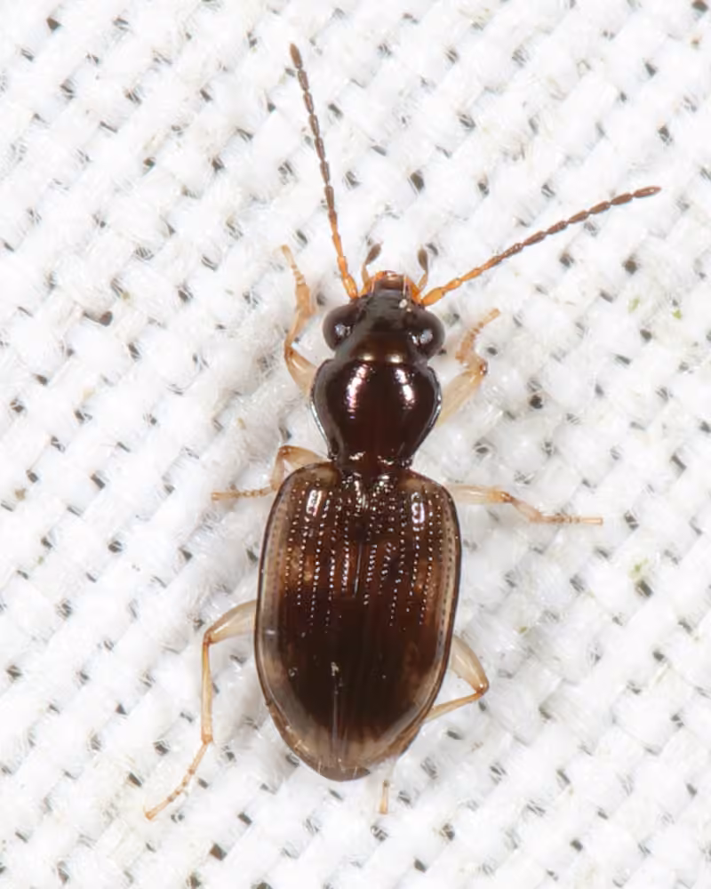 Kindred riverbank ground beetle, photo 1 of 5